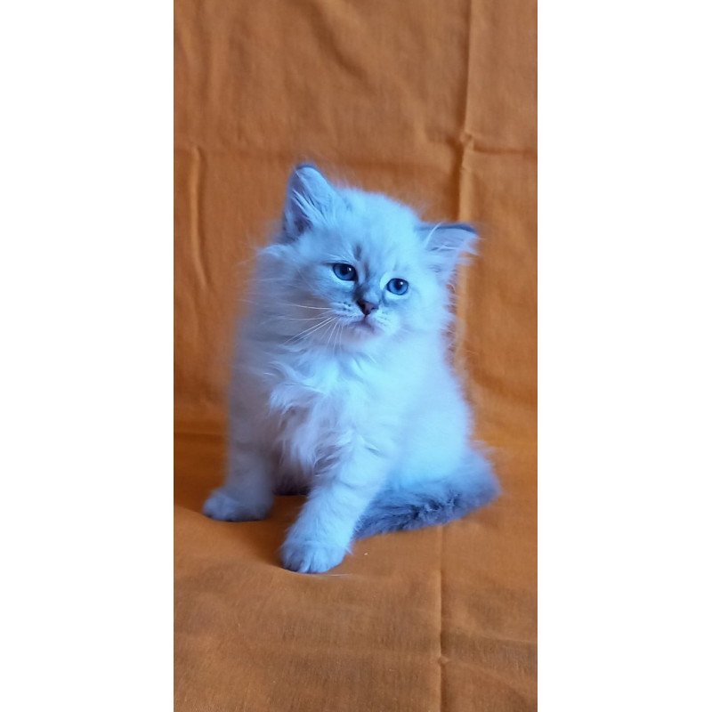 Siberian Medad