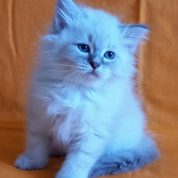 Siberian Medad