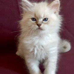 Siberian Mathias