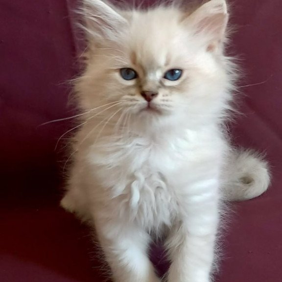 Siberian Mathias