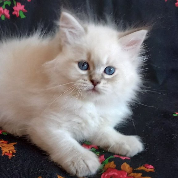Siberian Mathias