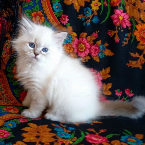Siberian Mathias