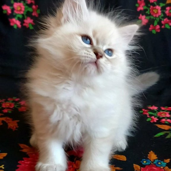 Siberian Mathias