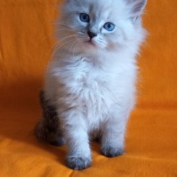 Siberian Milan
