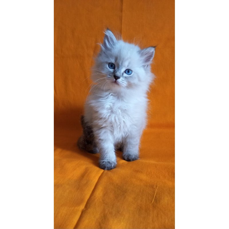 Siberian Milan