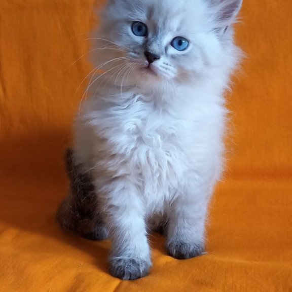 Siberian Milan