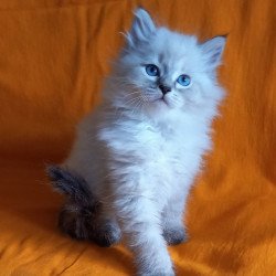Siberian Milan