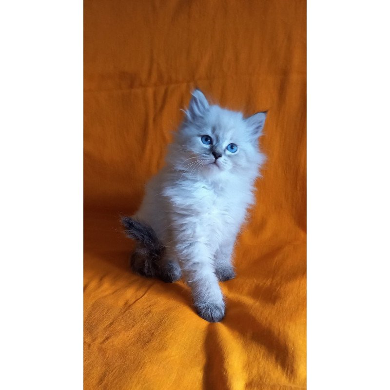 Siberian Milan