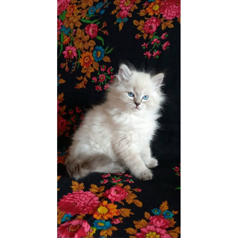 Siberian Milan