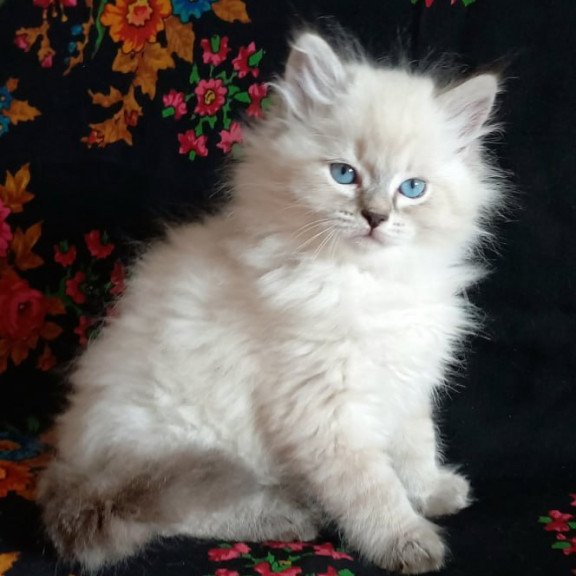 Siberian Milan