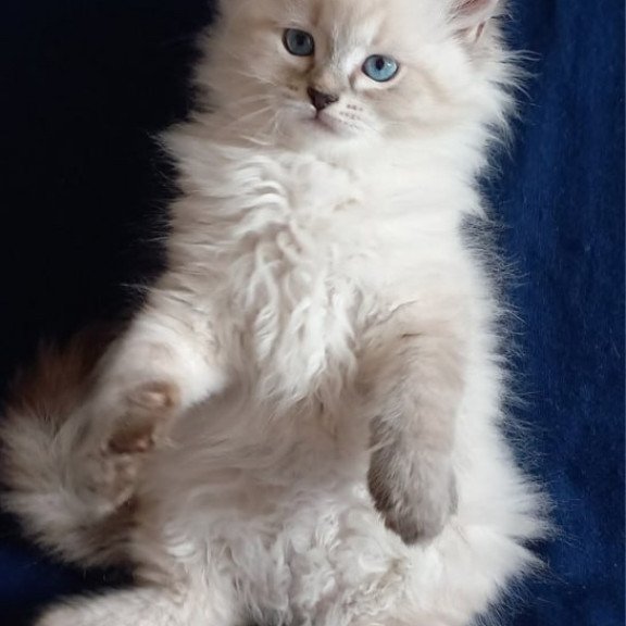 Siberian Milan