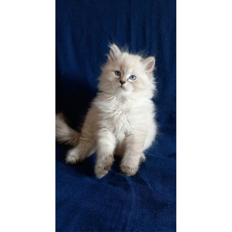 Siberian Milan