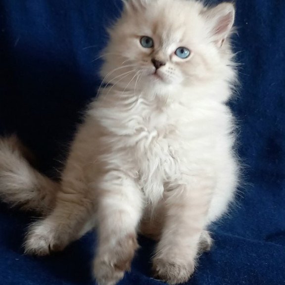 Siberian Milan