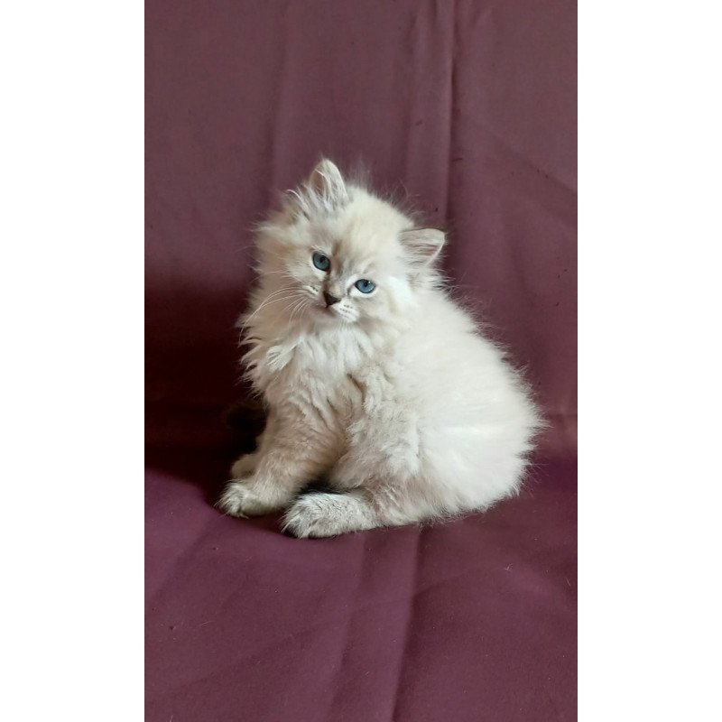 Siberian Milan