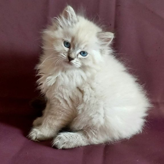 Siberian Milan