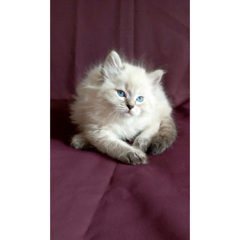 Siberian Milan