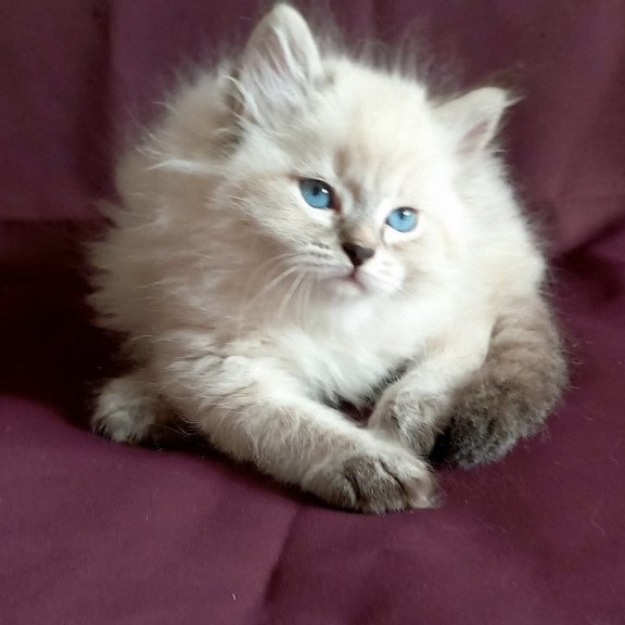 Siberian Milan
