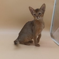 Abyssinian Megane