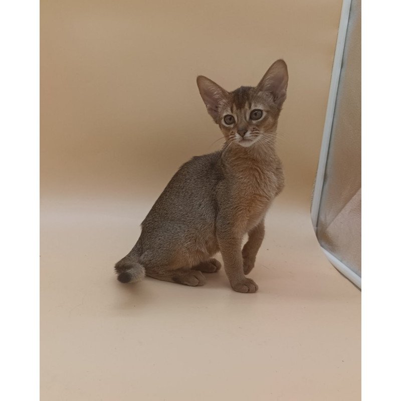 Abyssinian Megane