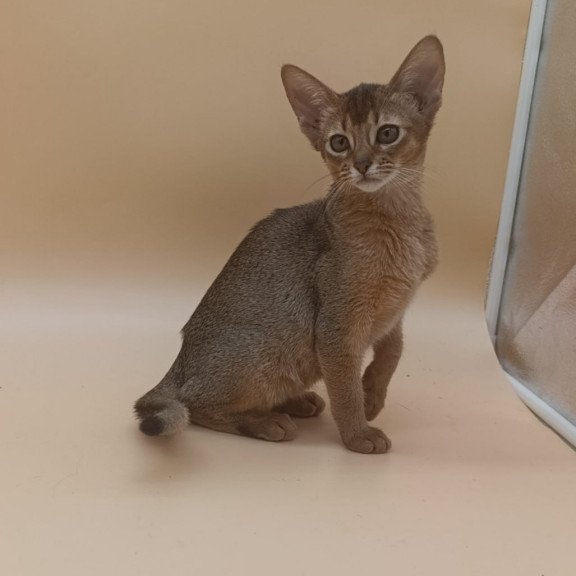 Abyssinian Megane