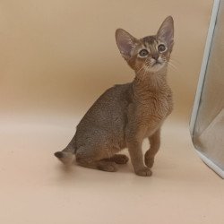 Abyssinian Megane