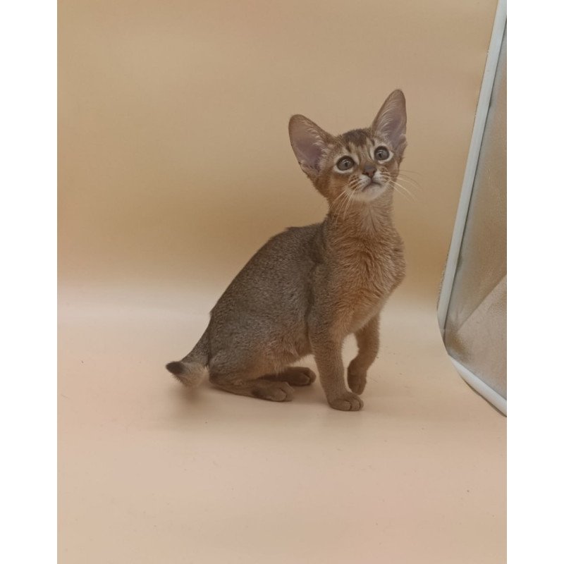 Abyssinian Megane