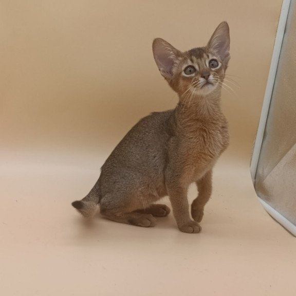 Abyssinian Megane