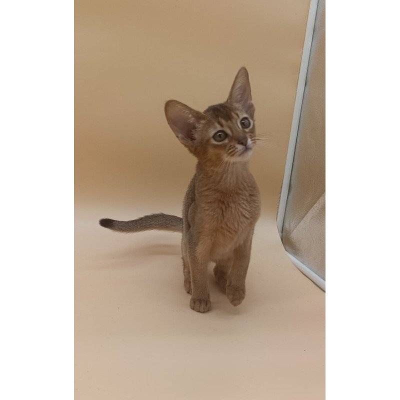 Abyssinian Megane