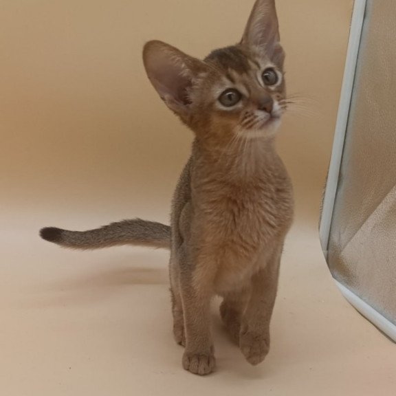 Abyssinian Megane