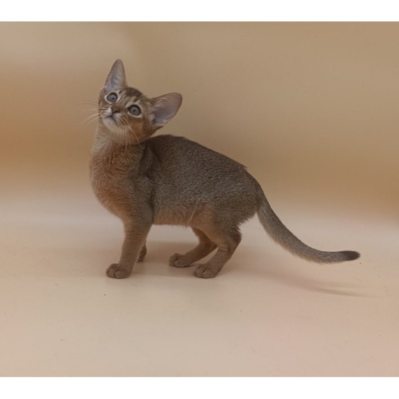 Abyssinian Megane