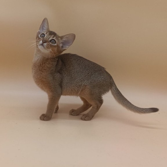 Abyssinian Megane