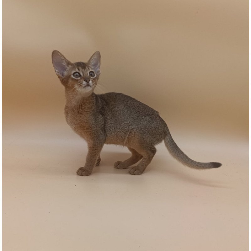 Abyssinian Megane