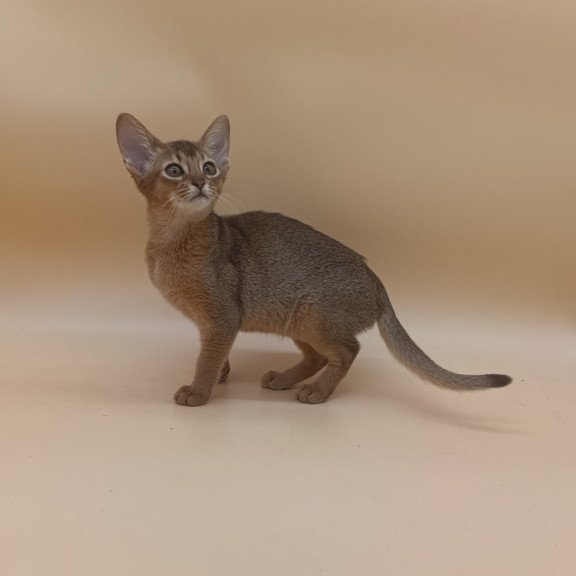 Abyssinian Megane