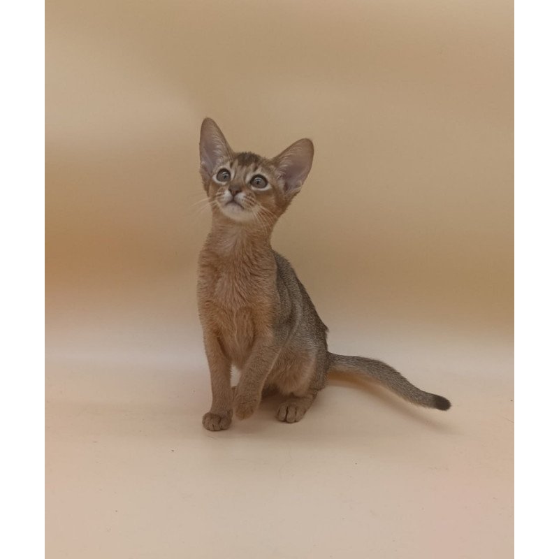Abyssinian Megane