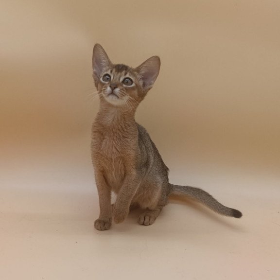 Abyssinian Megane