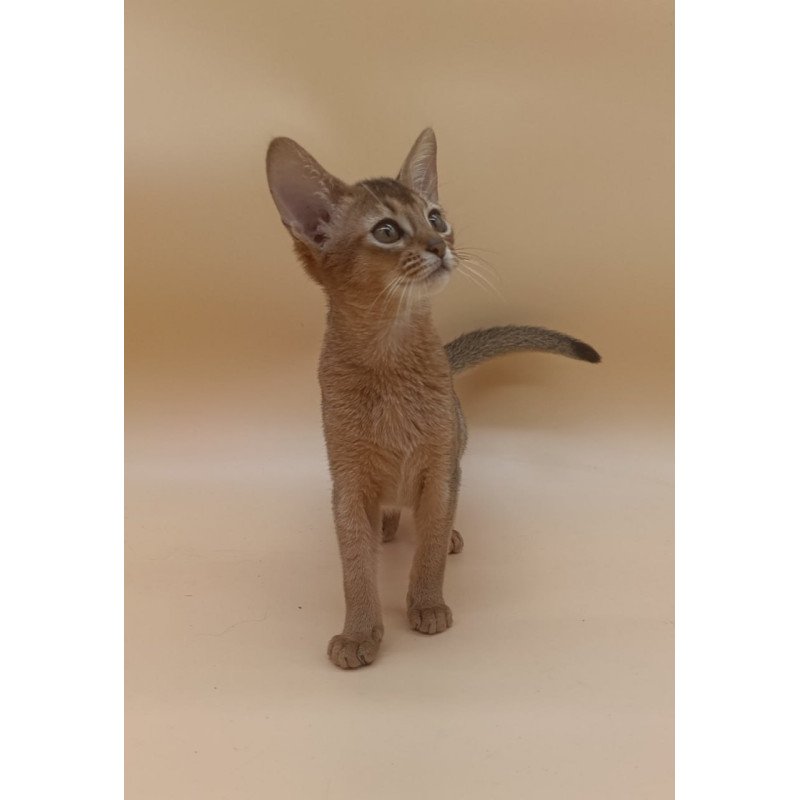 Abyssinian Megane