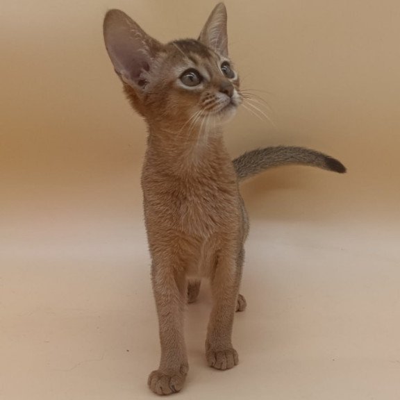 Abyssinian Megane