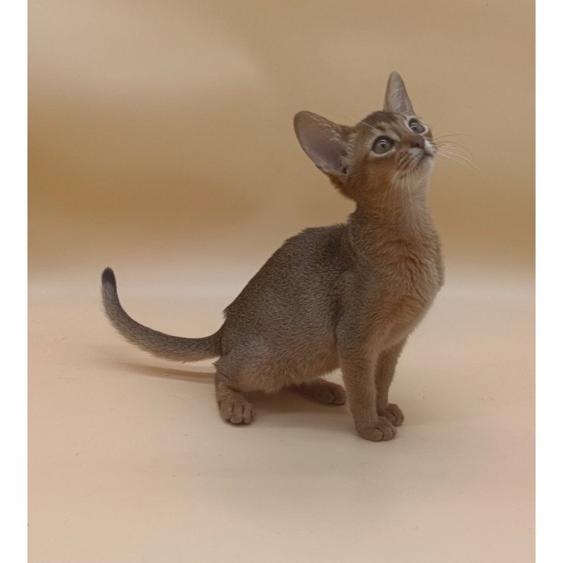 Abyssinian Megane