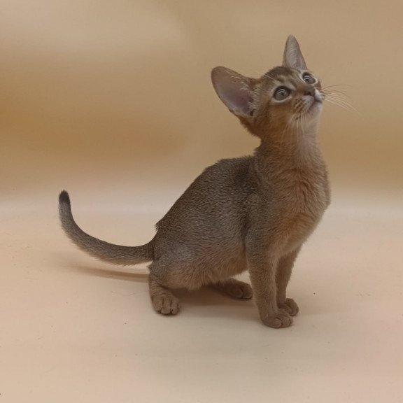 Abyssinian Megane