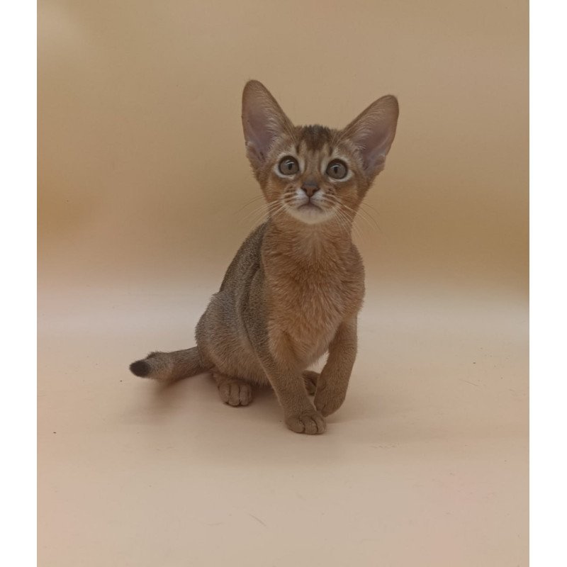 Abyssinian Megane