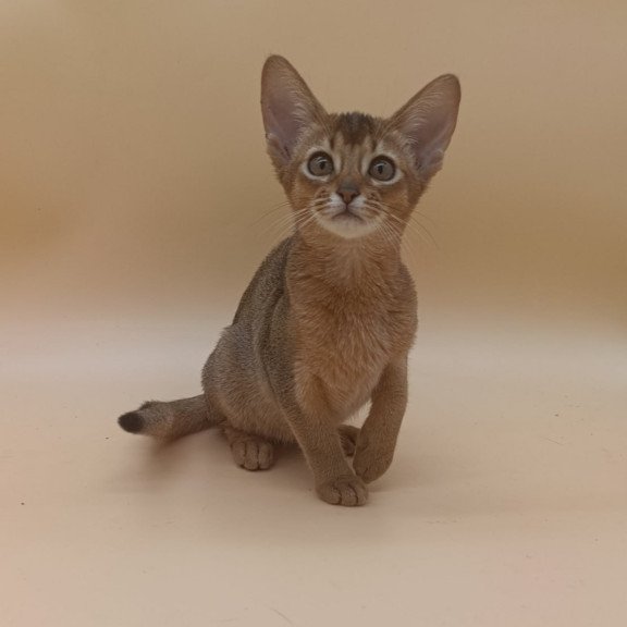 Abyssinian Megane
