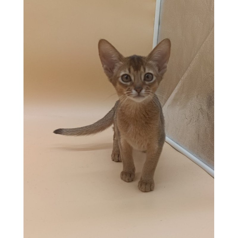 Abyssinian Megane