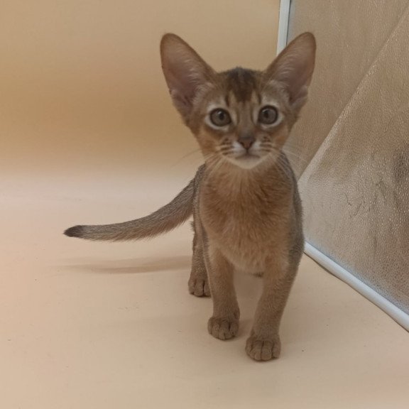Abyssinian Megane