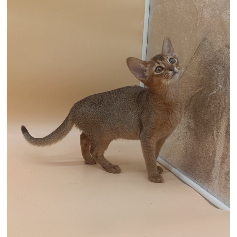 Abyssinian Megane
