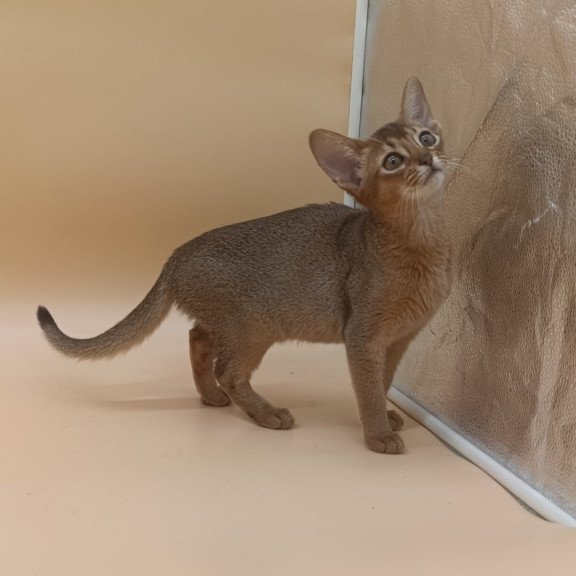 Abyssinian Megane