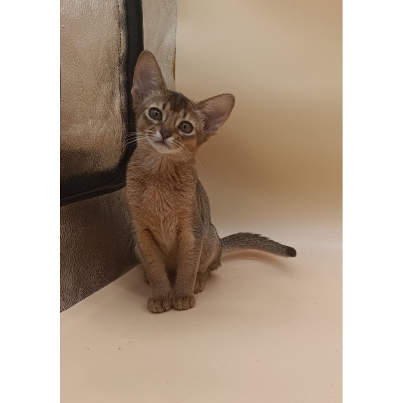 Abyssinian Megane