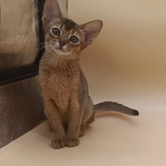 Abyssinian Megane