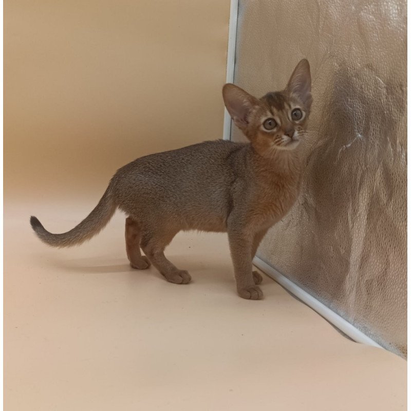 Abyssinian Megane