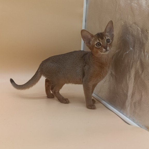 Abyssinian Megane