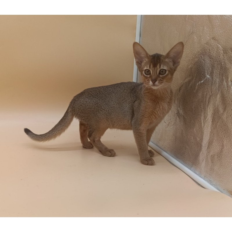 Abyssinian Megane